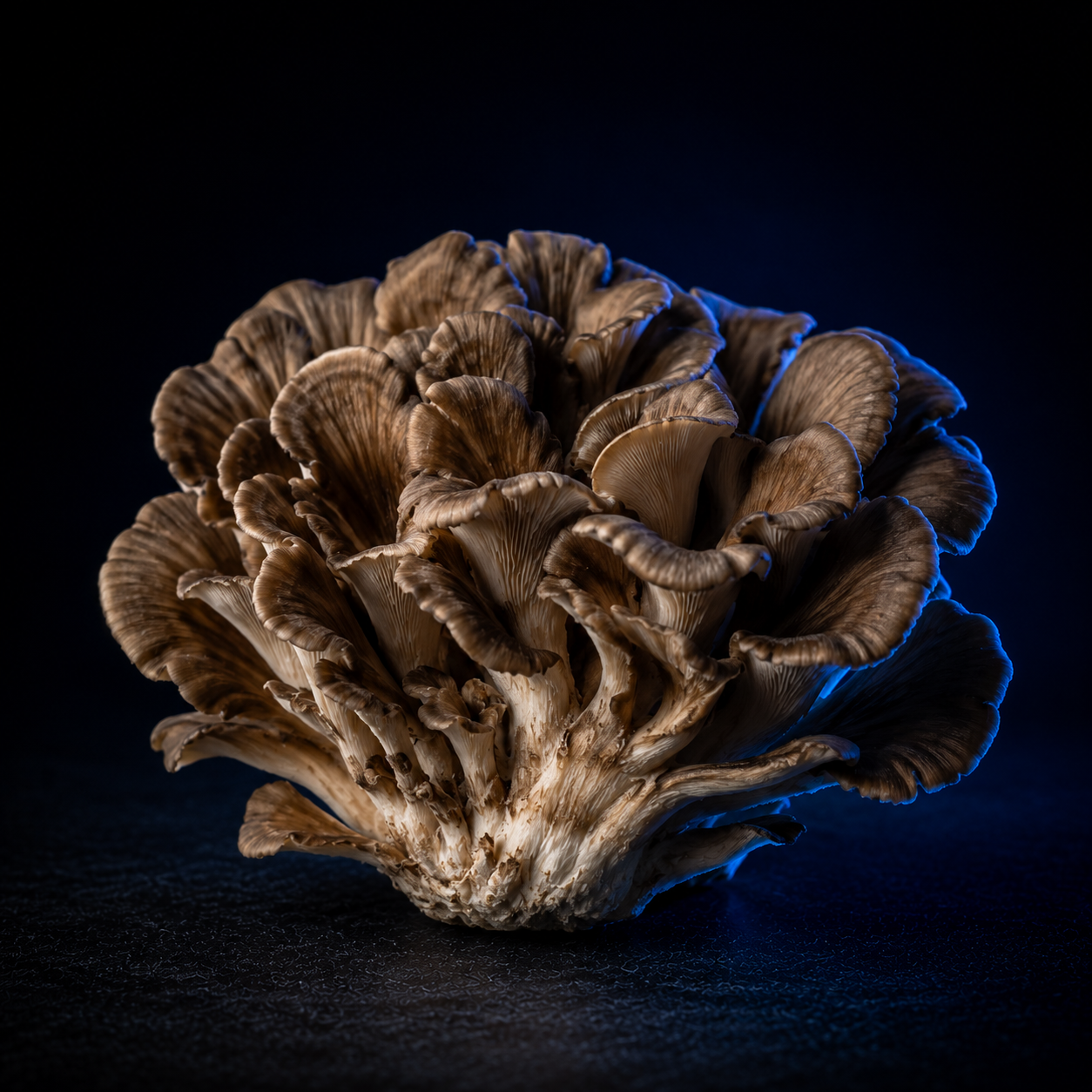 Maitake mushroom extract
