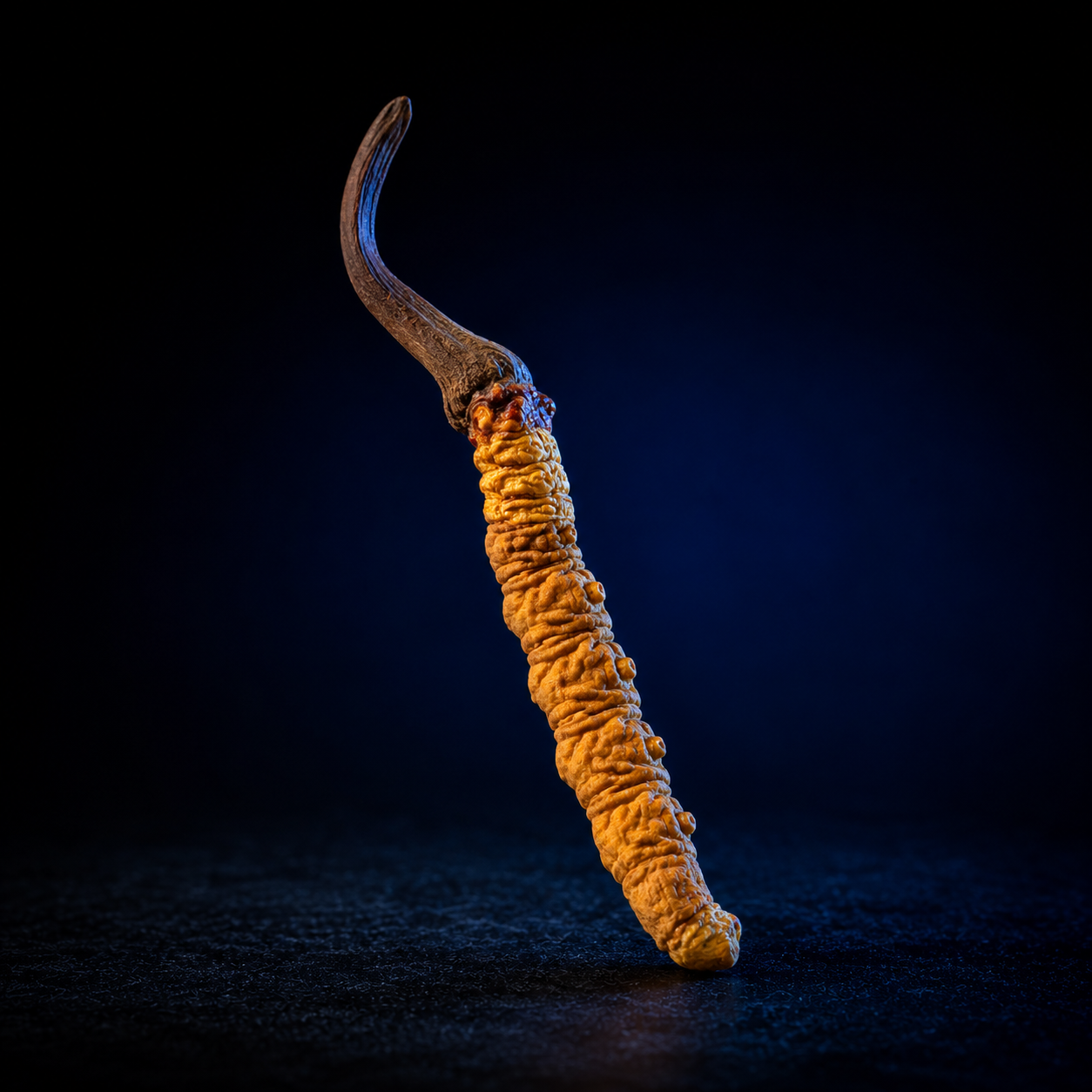 Cordyceps mushroom extract